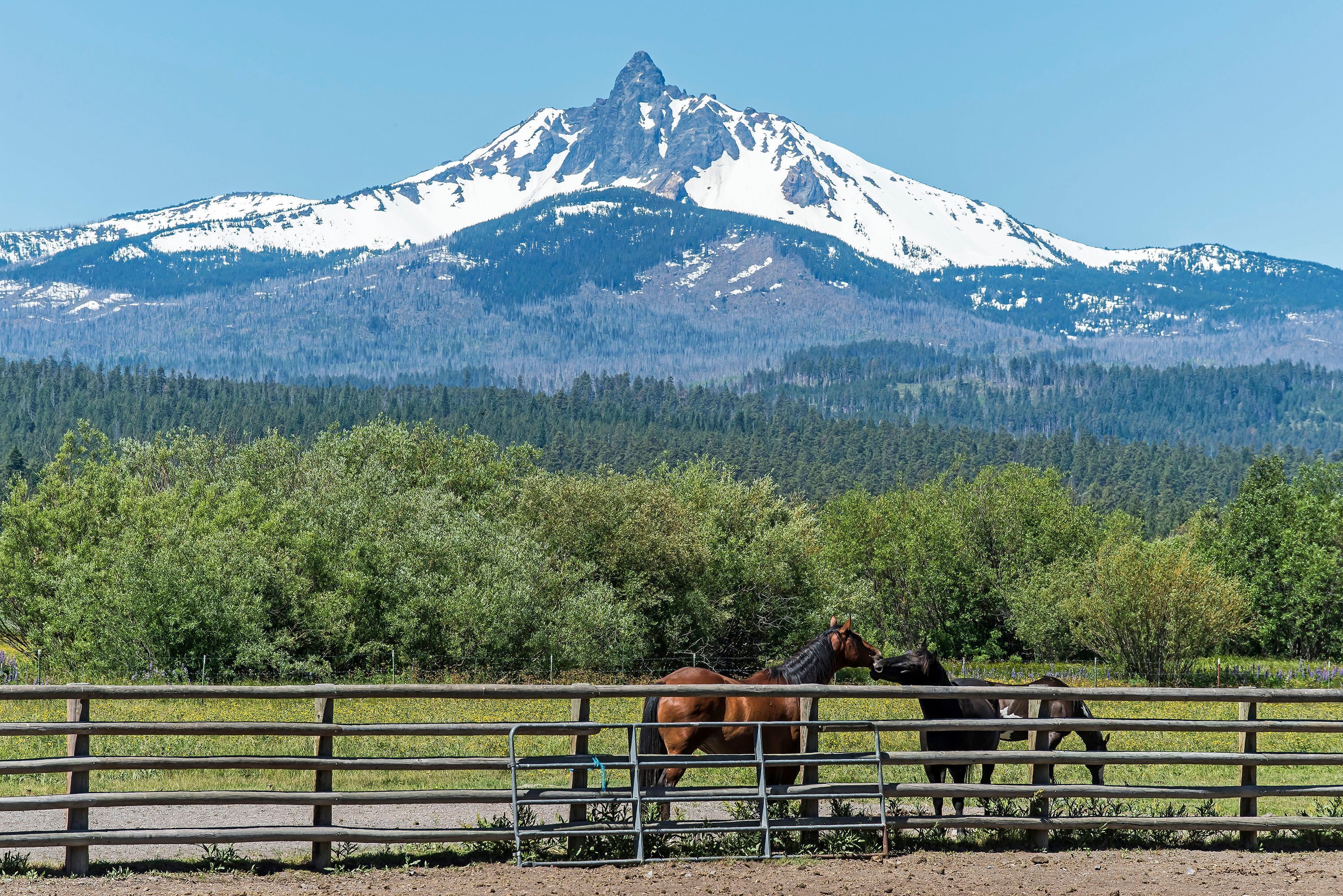 A mountain with a snow-capped peak, a fenced area with horses, and dense forest in the foreground.