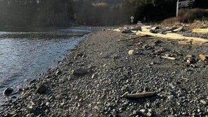 A pebbled beach with driftwood and a clear sky.