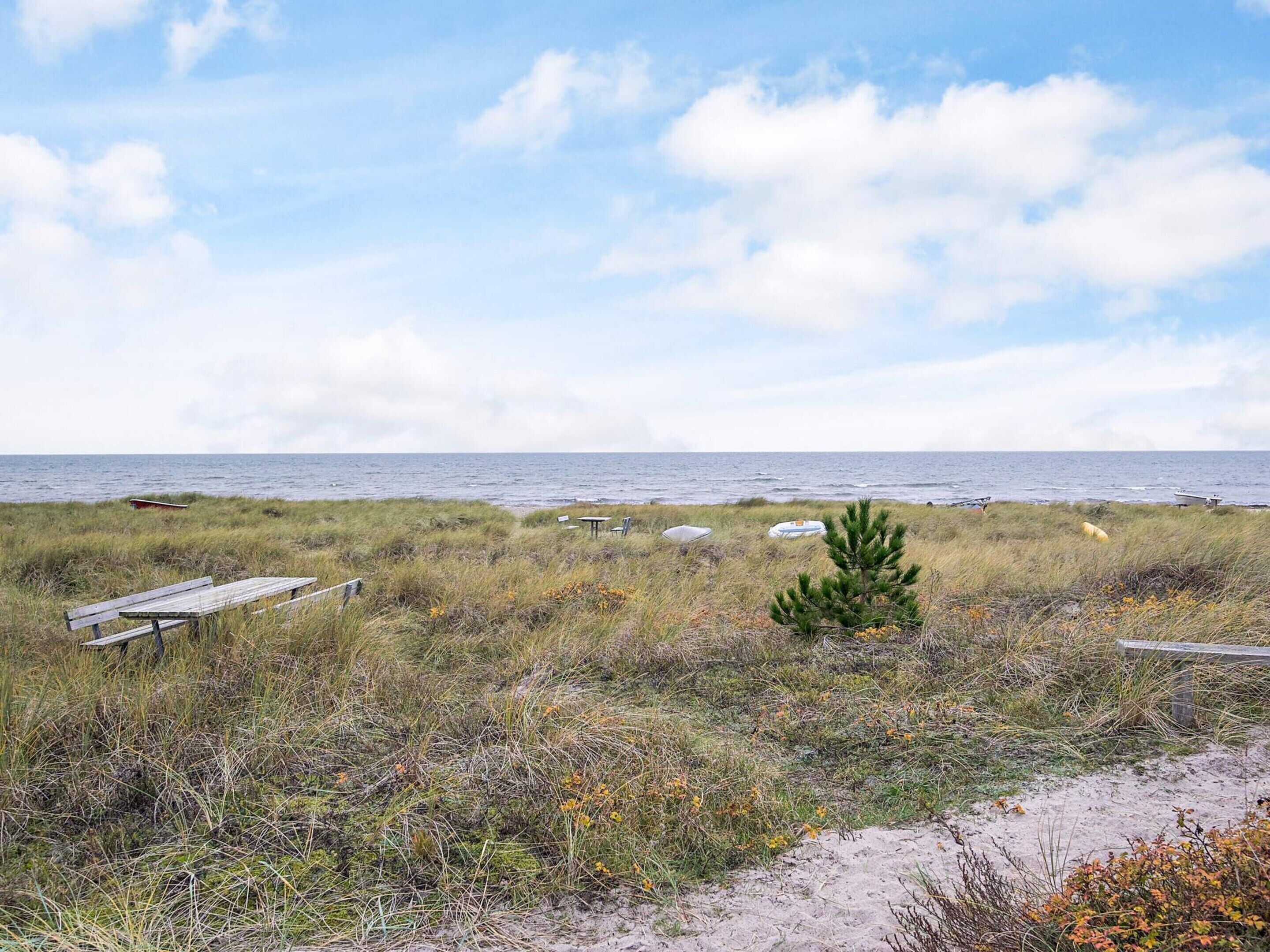 Een strand met grasduinen, een kleine den en een houten bankje.