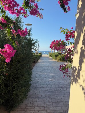 En asfalterad gångväg, kantad av frodiga, rosa bougainvilleablommor, leder fram till en vattenyta.
