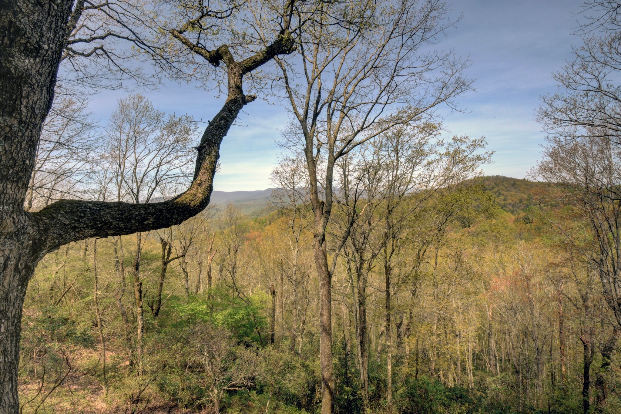 A forested landscape with a prominent tree in the foreground.
