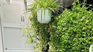 Een smalle gang met een zwarte prullenbak, een witte plant in pot en een grote, groene plant met bladeren.