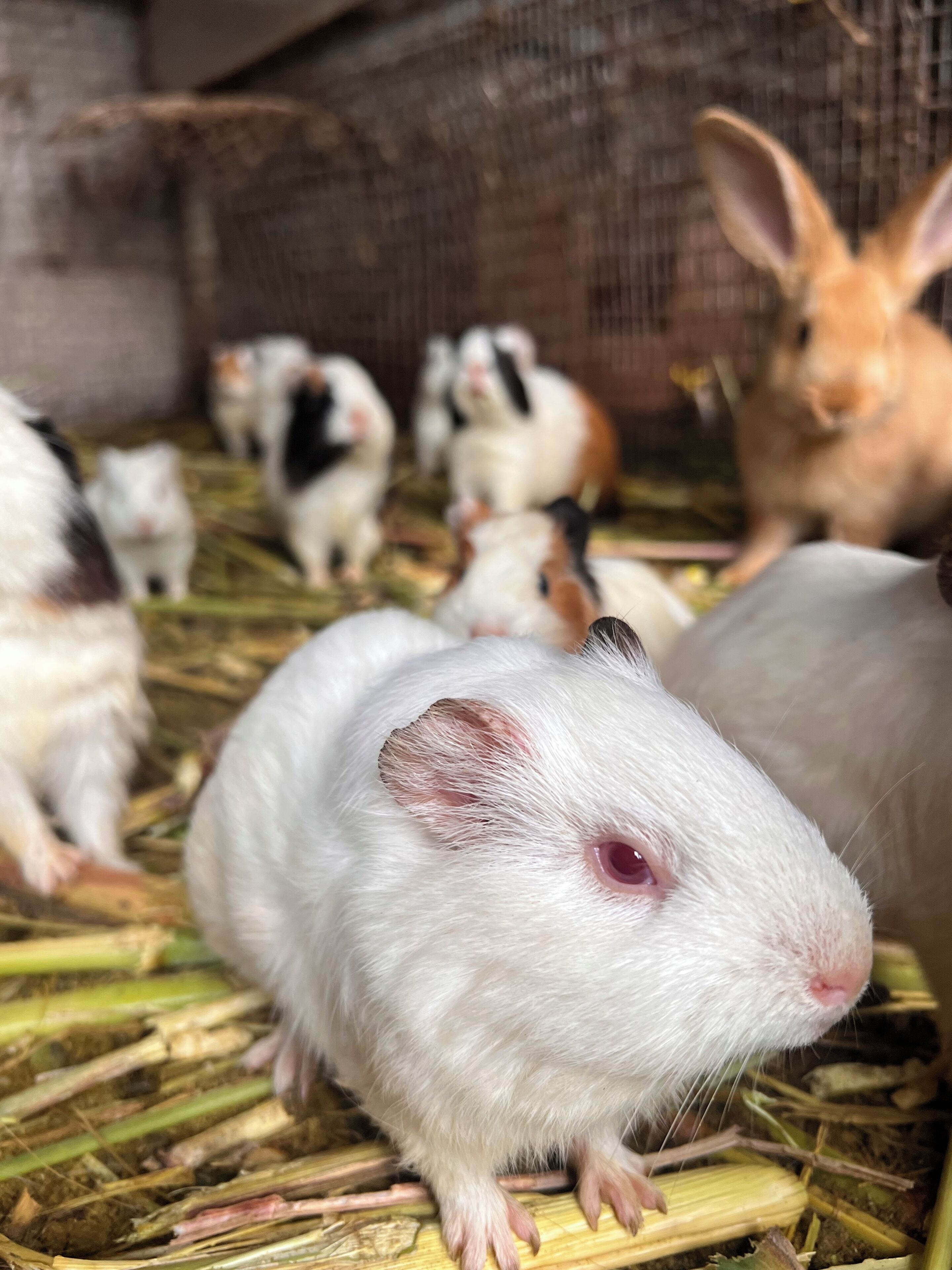 A group of guinea pigs in a cage with hay bedding.