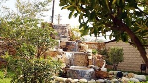 Un jardin avec une cascade en pierre, un cygne et un petit arbre.