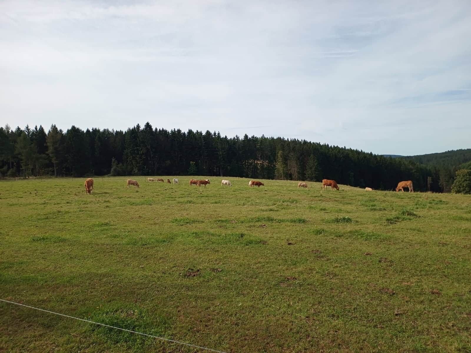 Un champ herbeux avec une rangée d’arbres en arrière-plan.