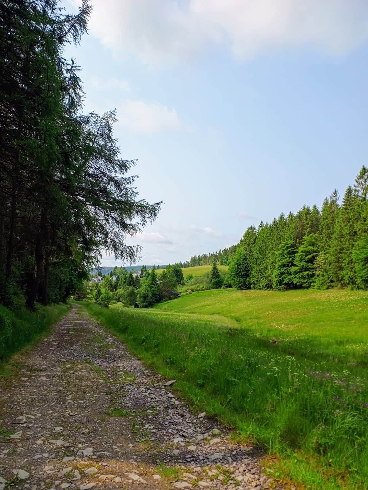 Un chemin de gravier bordé d’épais conifères, qui traverse un champ herbeux et offre une vue lointaine sur une maison.