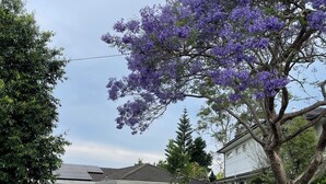 Una casa residenziale con facciata in mattoni, un prato verde e un albero con fiori viola.