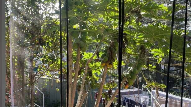 Vista attraverso una finestra su un giardino con alberi e un filo per stendere i panni.