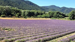 A lavender field with rows of lavender plants, surrounded by forested hills under a clear sky.