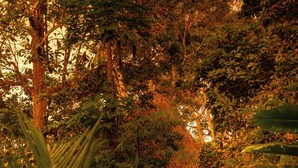 A lush garden with dense foliage and a small structure in the background. - Salvia Madre Hotel Boutique (Santa Marta)