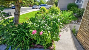 Un jardin résidentiel agrémenté de diverses plantes et d’un petit arbre.