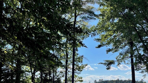 Um parque de campismo à beira-mar com um caminho de betão que leva a um cais, rodeado por árvores altas e uma vista deslumbrante para a água.