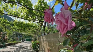 A garden with a stone wall and climbing plants.