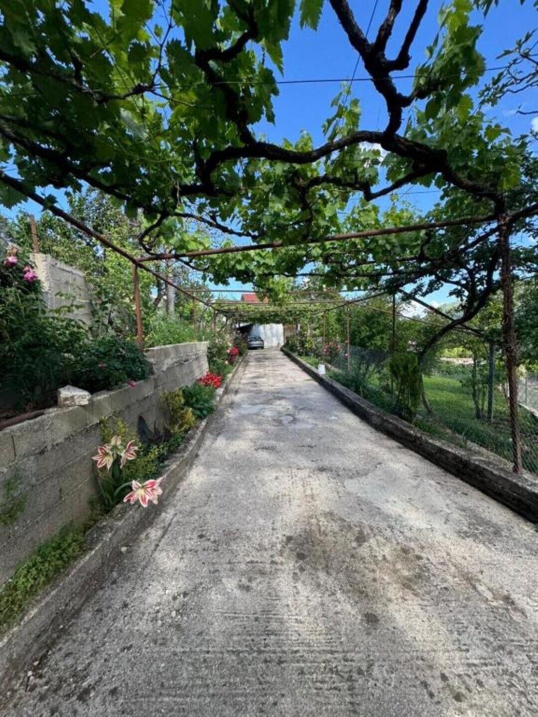 A narrow, paved pathway flanked by lush greenery and flowering plants, leading towards a distant building.