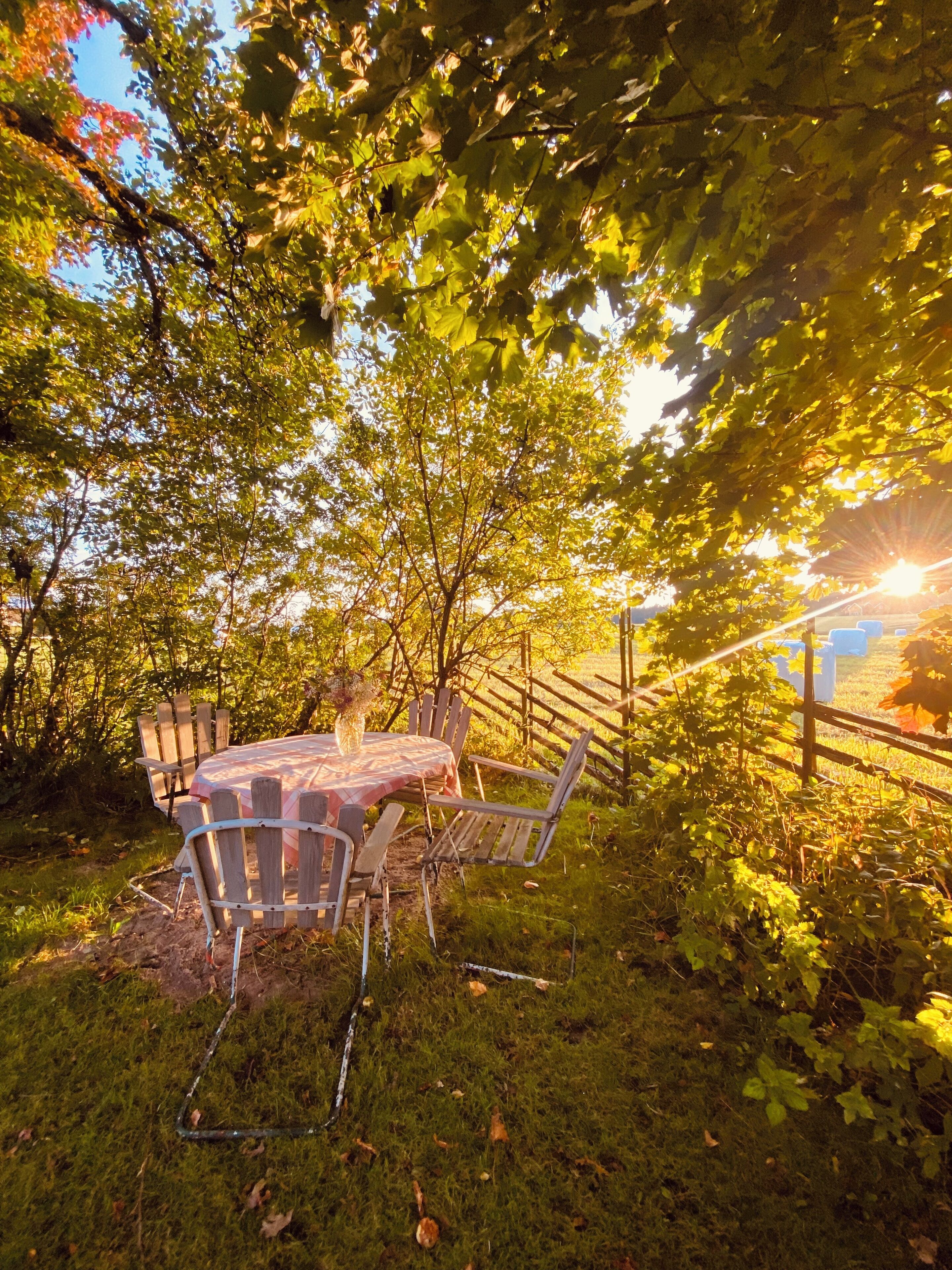 A round table with chairs, surrounded by greenery and a wooden fence.