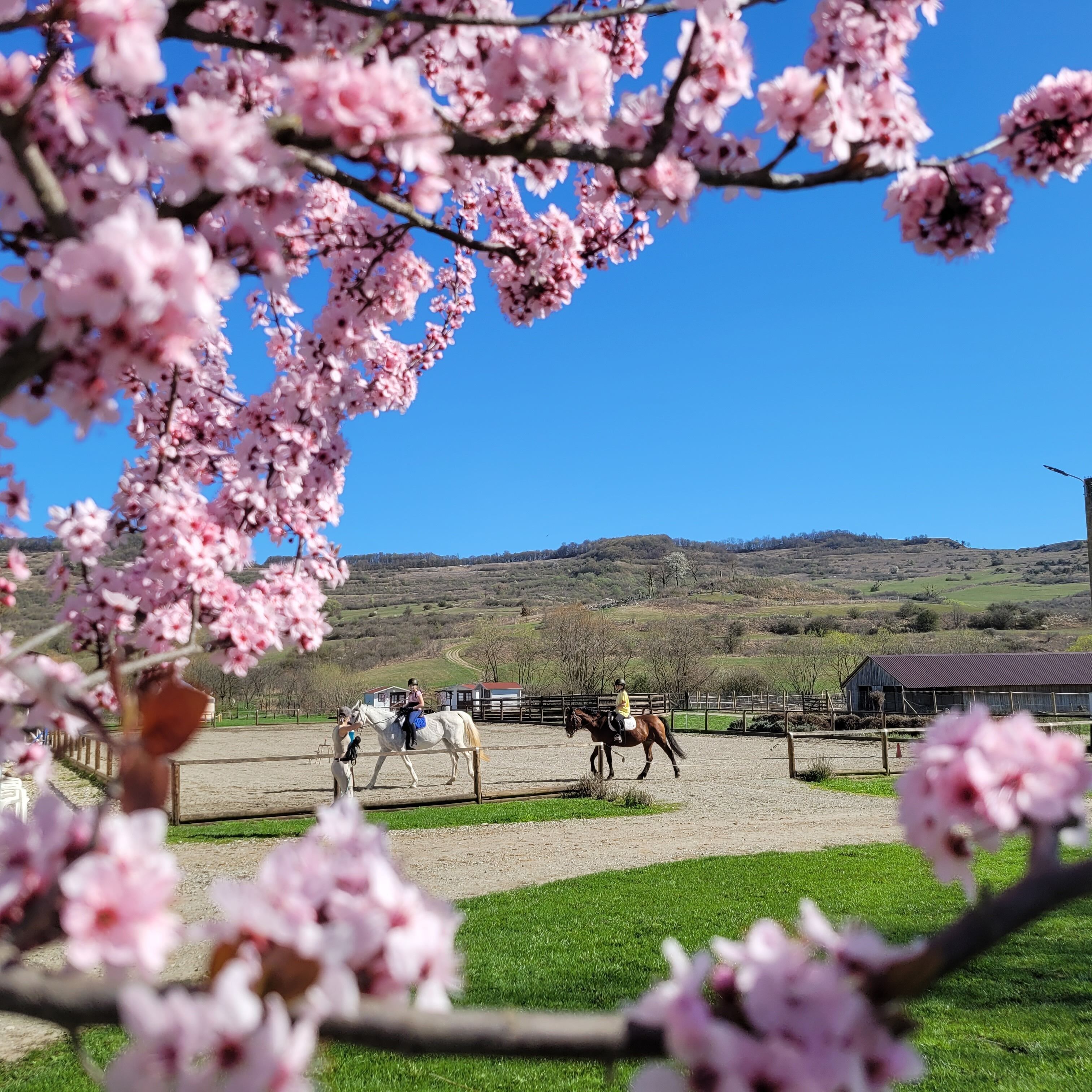 Un área al aire libre cercada con caballos y jinetes, rodeada de cerezos en flor.