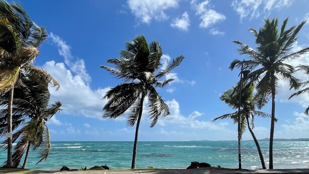 Une plage bordée de palmiers, avec l’océan en toile de fond.