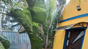 A courtyard with a brick pathway, large green leaves, and a yellow building with a blue door.