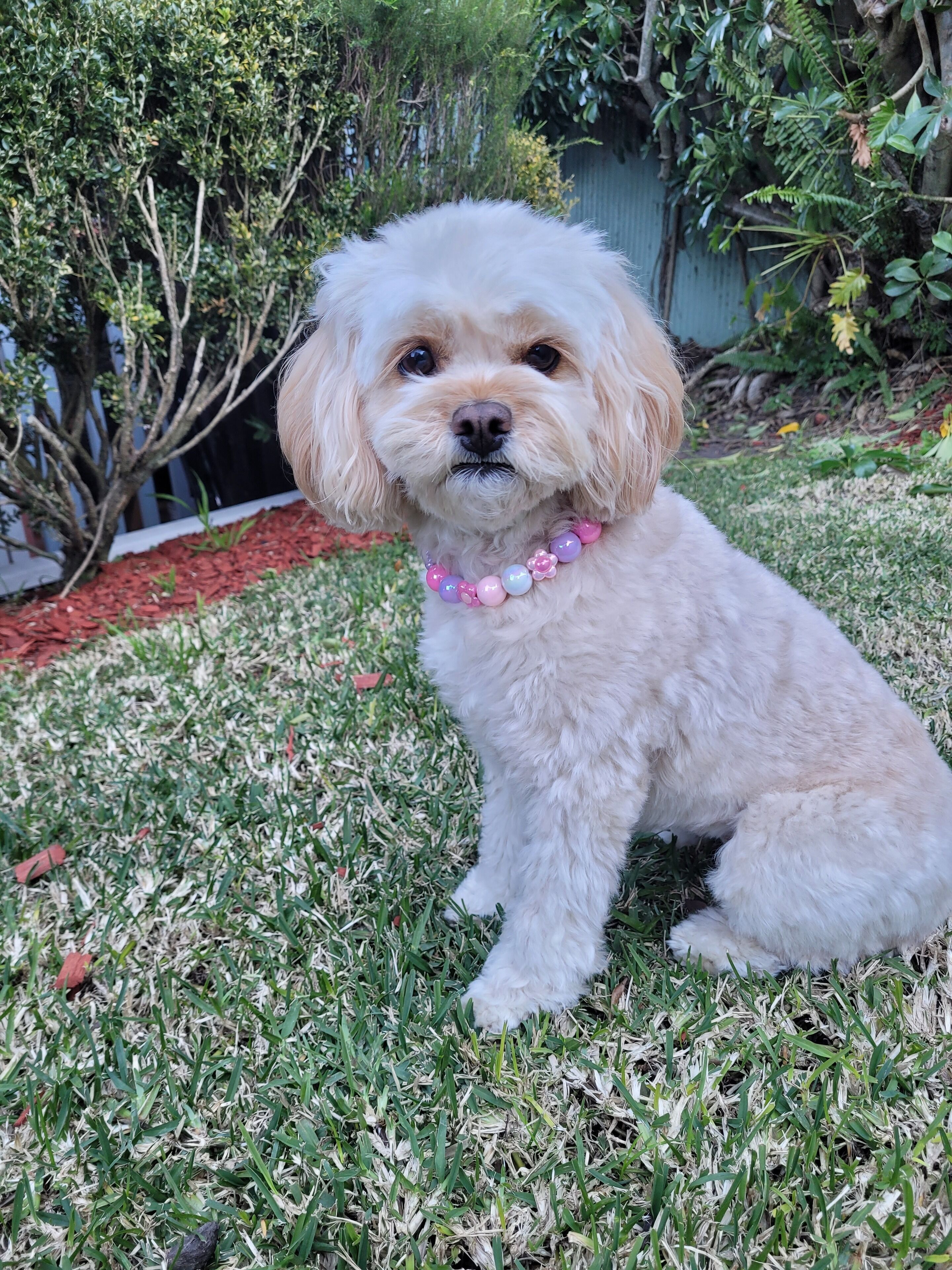 A small, fluffy dog sitting on grass with a beaded collar.