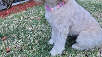 A small, fluffy dog sitting on grass with a beaded collar.