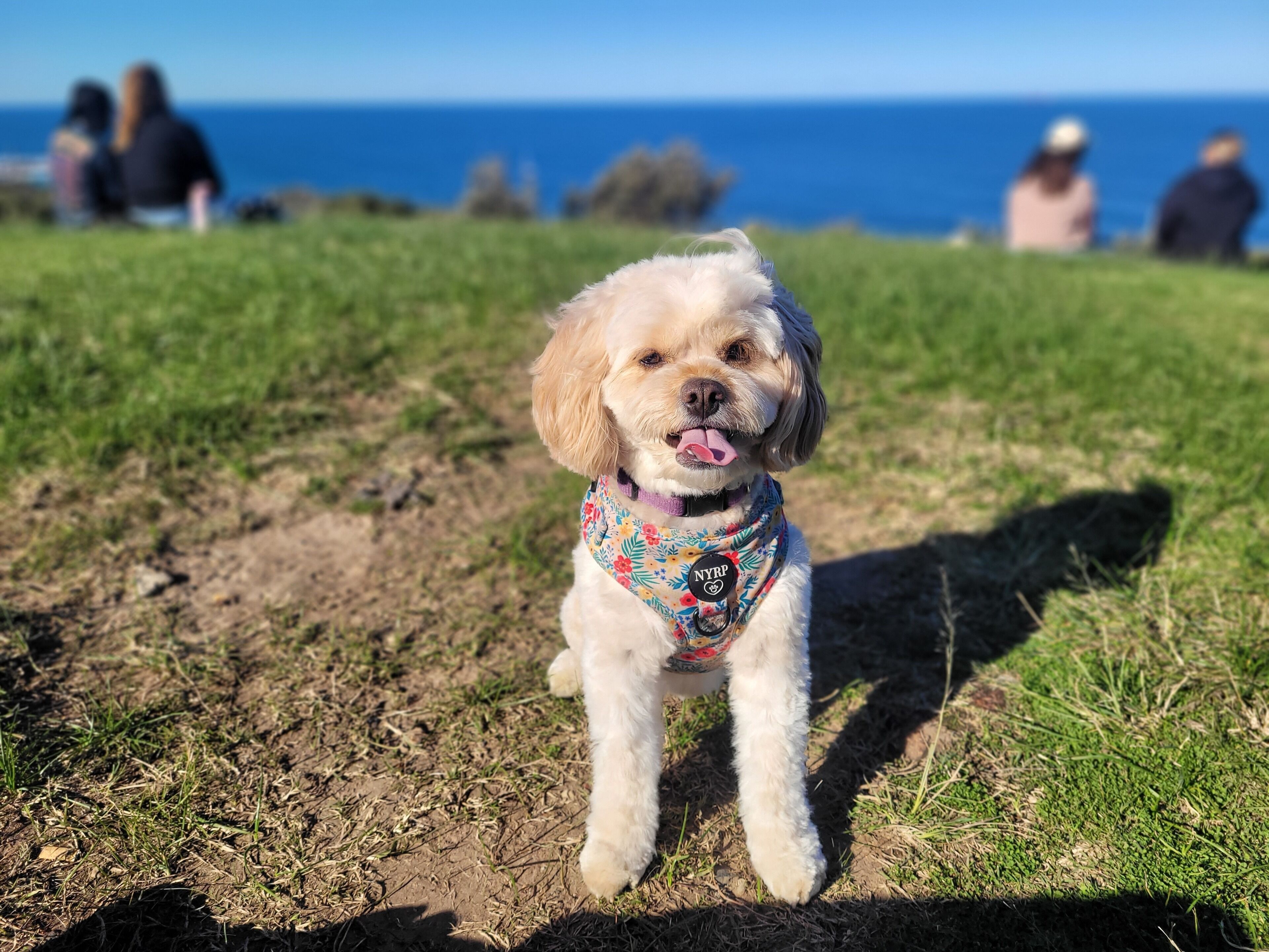 Ein Hund steht auf einer Wiese, im Hintergrund blaues Himmel und Ozean.