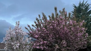Een tuin met twee bloeiende bomen en een haag.