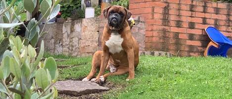 A dog sitting on a stone pathway in a garden with a brick wall and greenery in the background.