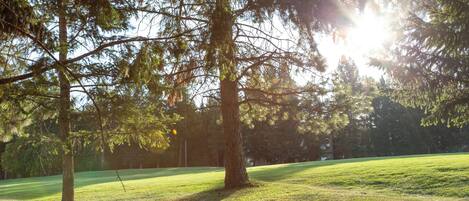 Un parque con árboles altos y un campo cubierto de césped.