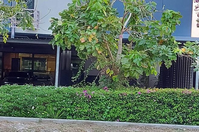 A landscaped area with a variety of plants and a hedge.