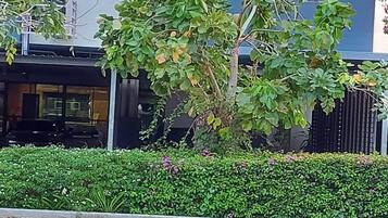 Uma área ajardinada com diversas plantas e um arbusto.