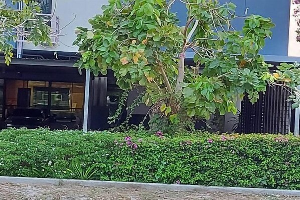 Un área ajardinada con diversas plantas y un seto.