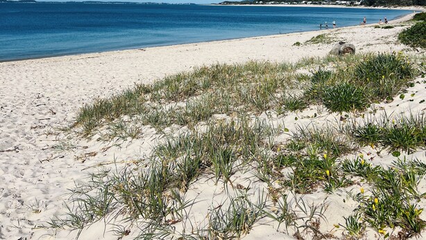Una spiaggia con sabbia bianca e vegetazione rada, cielo azzurro limpido e mare calmo.