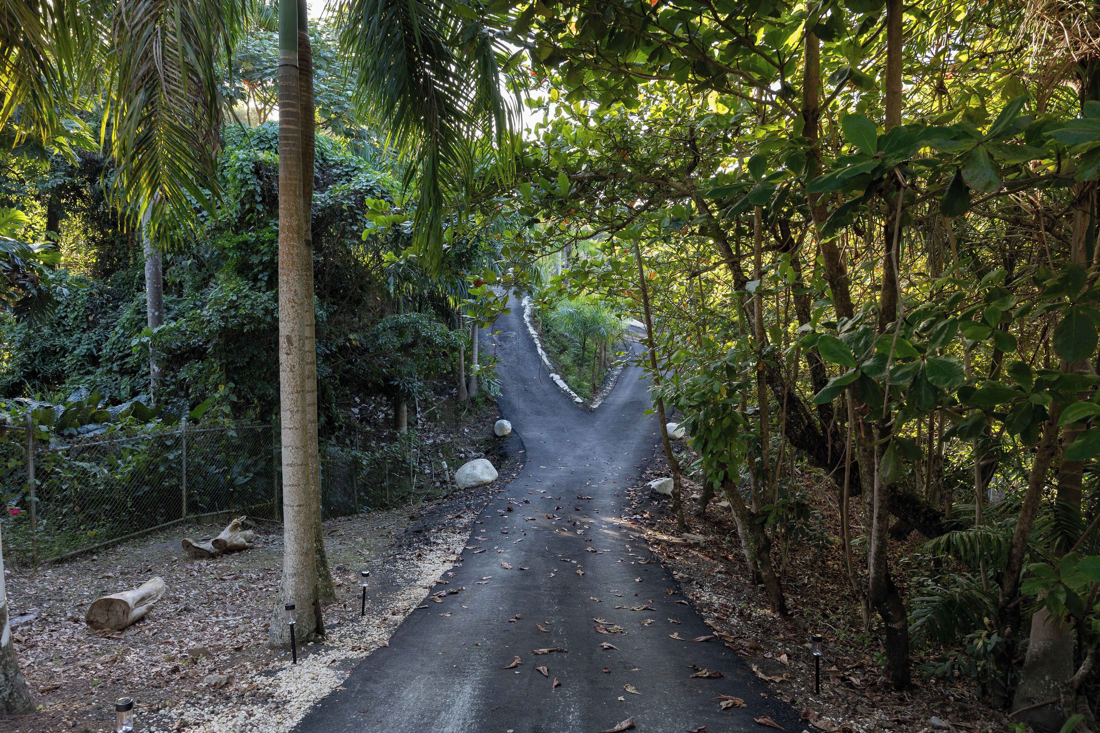 A paved pathway through a dense forest with trees and foliage on either side.