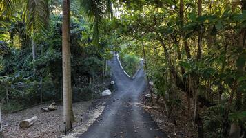 A paved pathway through a dense forest with trees and foliage on either side.