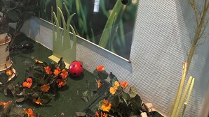 A room with a large poster of a flower, a small table with artificial flowers, and a red ladybug toy. - Modern, cozy, close to the beach - vacation apartment in Cuxhaven, Döse, right on the beach (Cuxhaven)