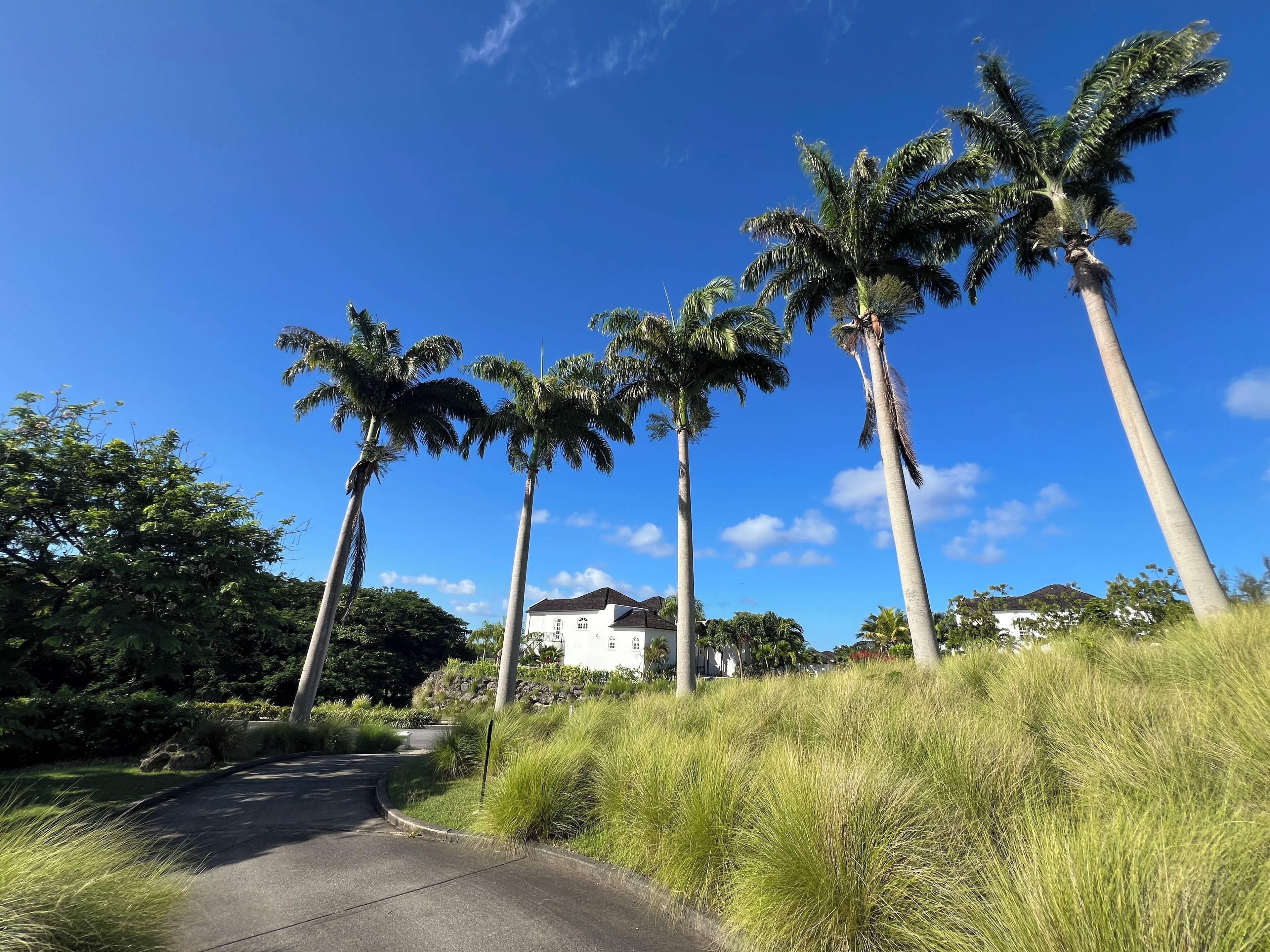 A pathway flanked by tall palm trees and lush greenery, leading to a white building with a dark roof.