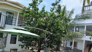 A poolside area with lounge chairs, a green umbrella, and a tree with fruit.