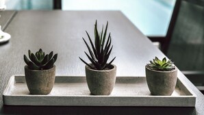 Une table placée au bord de la piscine, sur laquelle sont disposées trois plantes grasses en pot.