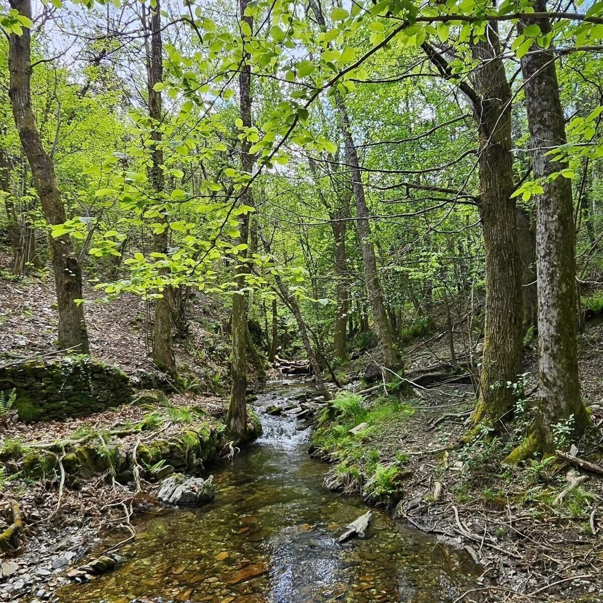 A forest stream with clear water, surrounded by trees and greenery.