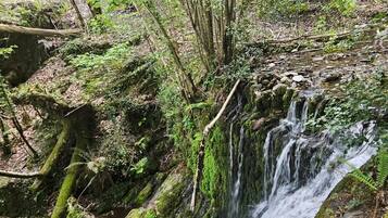 A natural waterfall in a forested area with moss-covered rocks and trees.