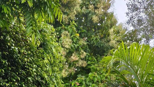 A stone pathway flanked by lush greenery and potted plants, leading to a building entrance. - Haveli NH 8 (New Delhi)