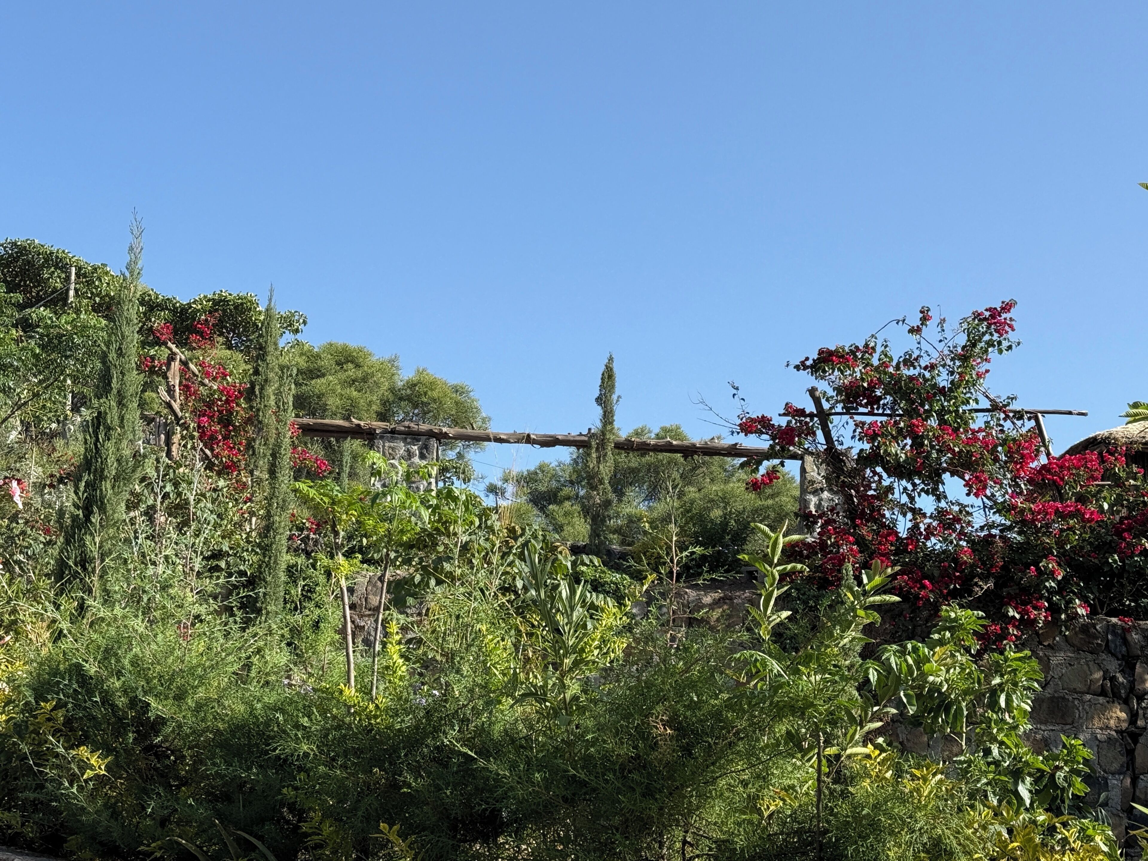 A garden with various plants and a wooden pergola.