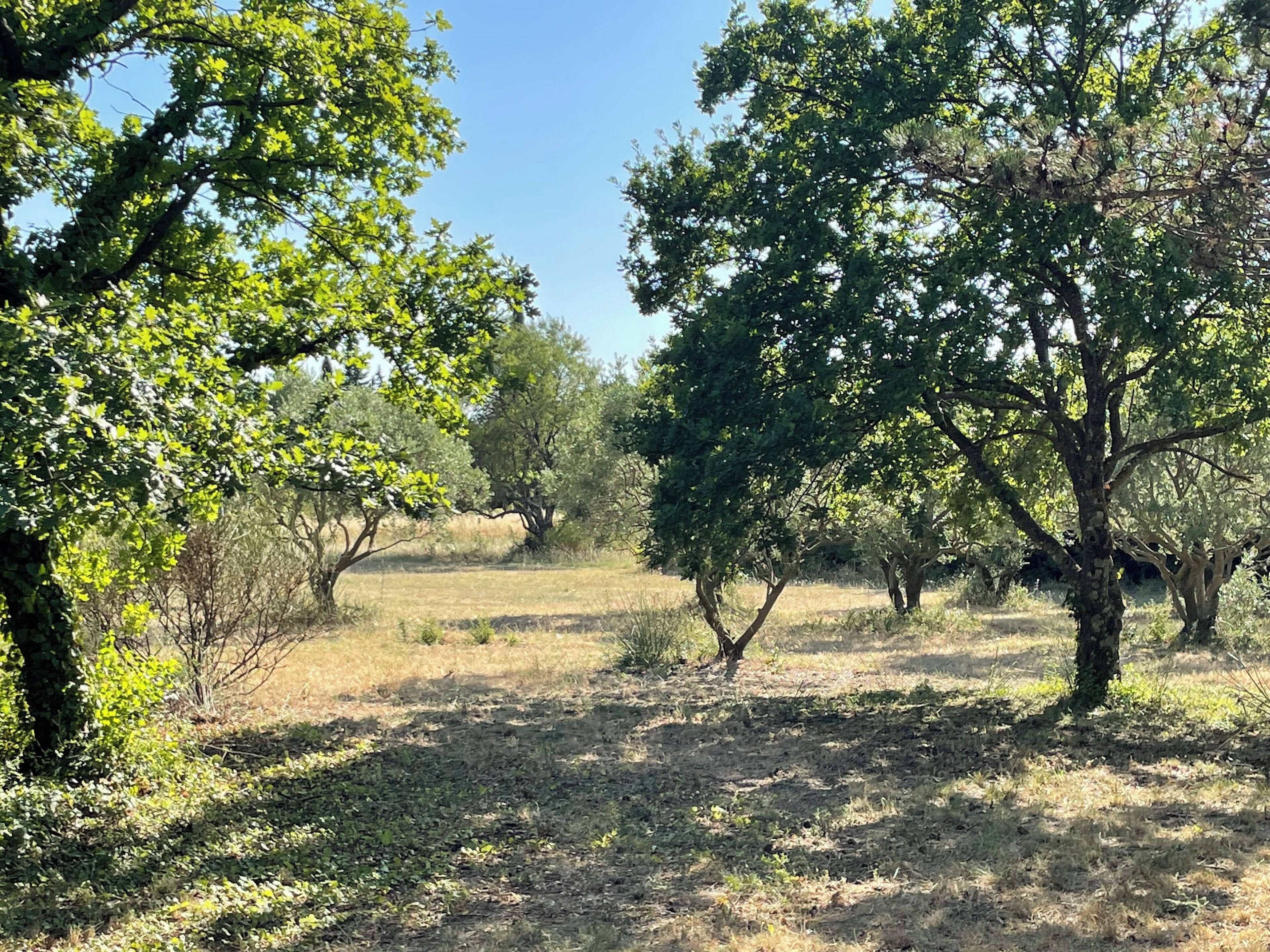 A natural landscape with trees and dry grass.