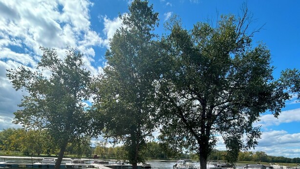 A gravel area with trees and a body of water in the background.