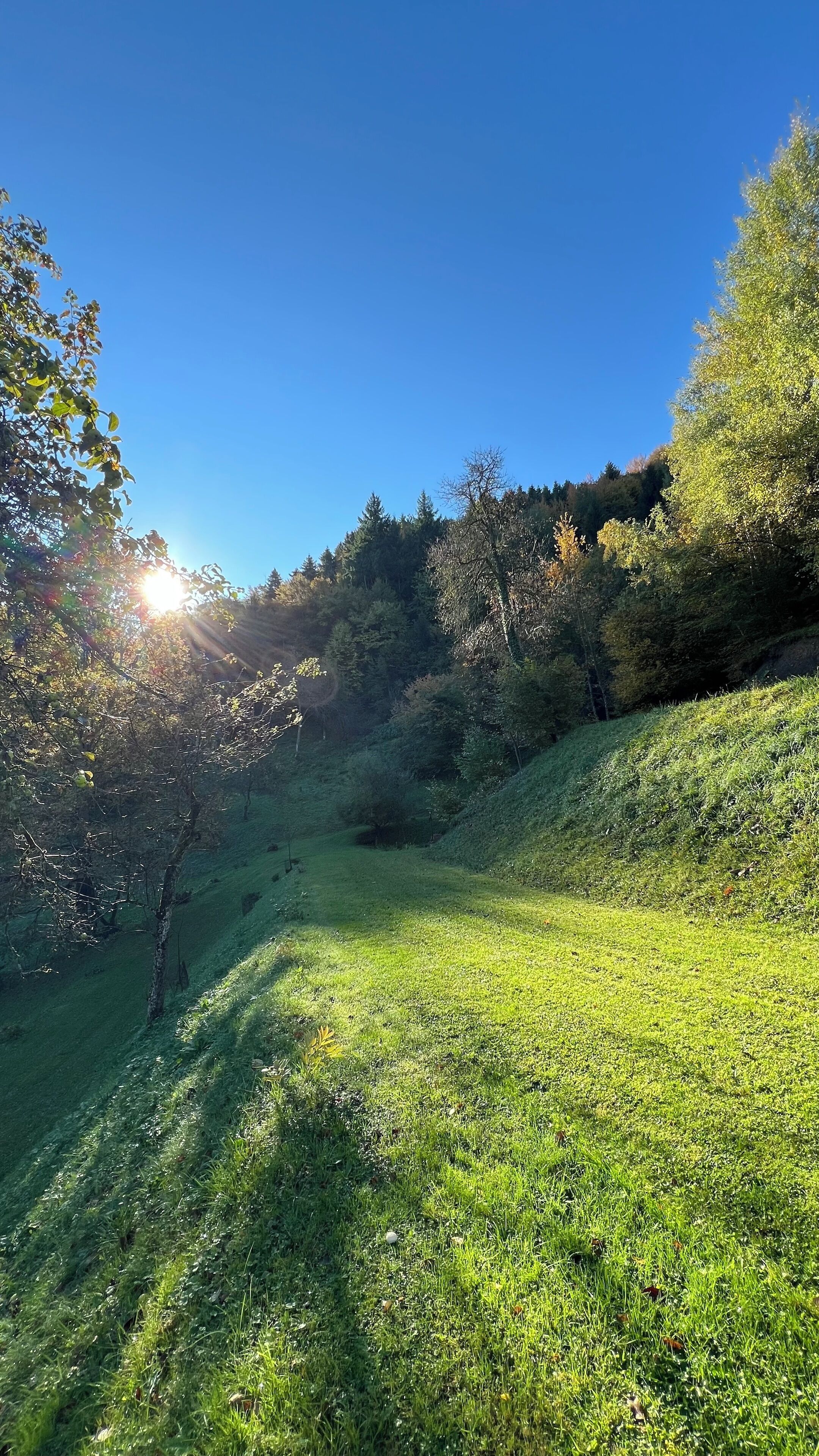 A grassy hillside with trees and a clear blue sky.