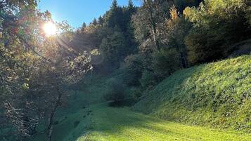 A grassy hillside with trees and a clear blue sky.