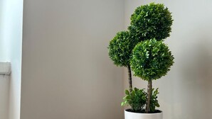 Una planta en maceta blanca sobre una superficie de madera frente a una pared lisa.