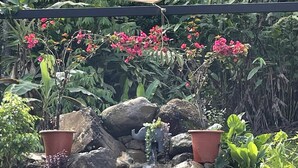 Un jardin avec une petite cascade, des plantes en pot et une piscine bleue.