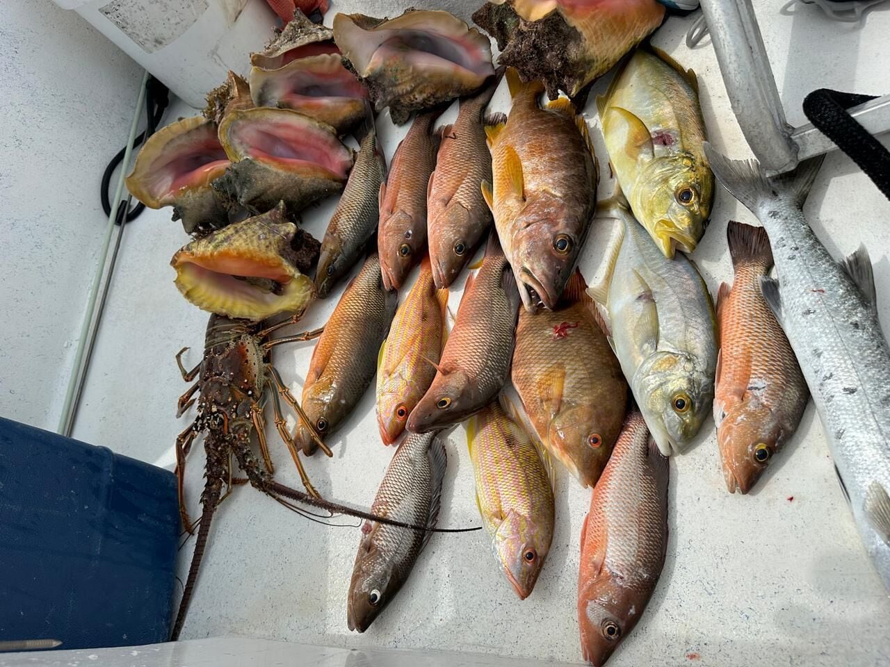 A variety of seafood including fish and lobsters on a flat surface.