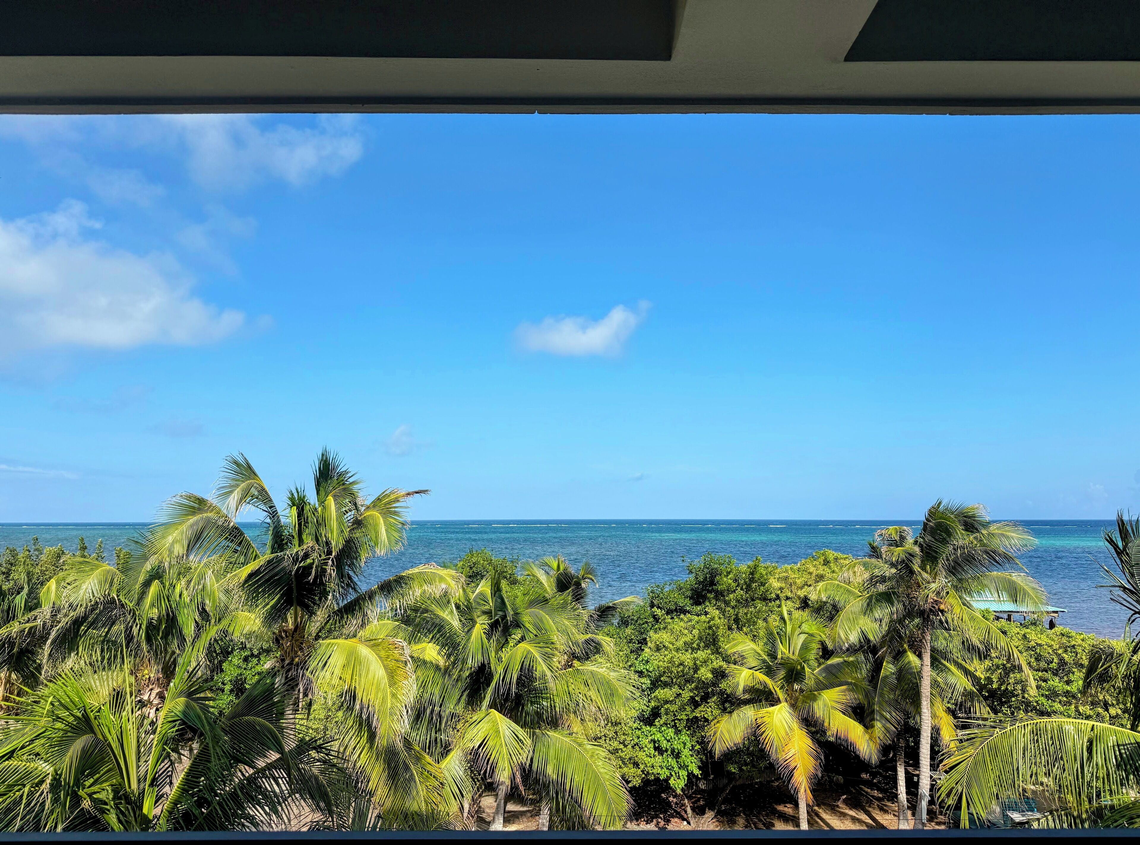 A view of a tropical beach with palm trees and the ocean.